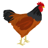Poulet Barbelé - Idée cadeau