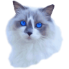 Ragdoll Blue Mitted