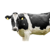 vache