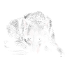 Loup