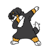 Bernese Mountain Dog dab