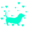 dachshund