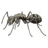 Aggro ant