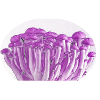 Purple Mushrooms