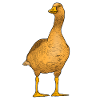 Orangene Gans