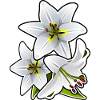 Lilies