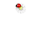 Marienkäfer