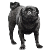 schwarzer Mops