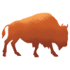 buffalo