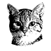 Doux visage de chat