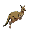 Kangaroo
