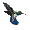 Hummingbird