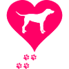 Labrador