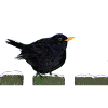 blackbird
