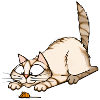 cat and mouse