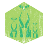 Meerkat group