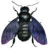black wooden bee