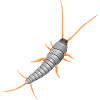 Silverfish, Lepisma saccharina, silverfish