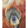 Orang-outan