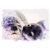 seals