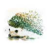 hérisson