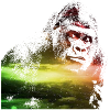 gorilla galaxy