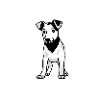 Dog, Jack Russell Terrier