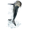 Delfin