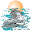 dolphins