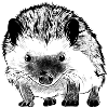 Hedgehog forest animal
