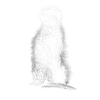 suricates