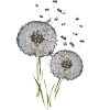 dandelion