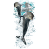 dolphins