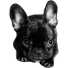 Bouledogue chiot / bébé