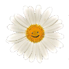 Be happy! Marguerite, flower