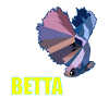 Betta Splendens Kampffisch Labyrinthfisch Geschenk
