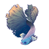 Betta Splendens Kampffisch Labyrinthfisch Geschenk