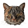 Katze