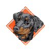 Dobermann