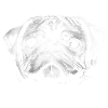 Pug