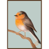 robin