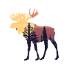 Moose
