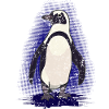 manchot