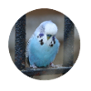 Blue budgerigar budgerigars