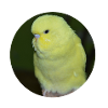 Perruche perruche jaune