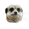 suricates