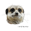 meerkat