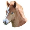 Pferd