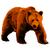 Bear, Wild Bear
