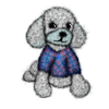 Poodle dog with sweater